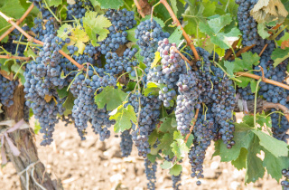 ‘You have seen my fall, now watch my rise’ – Moldovan wine industry rises from the ashes