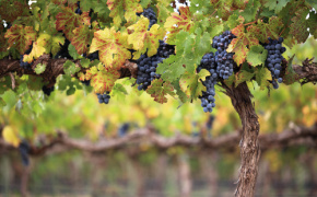 Moldovan wine investing to compete, with the help of EU4Business
