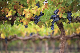 Moldovan wine investing to compete, with the help of EU4Business