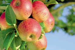 Fruit Garden of Moldova: information campaign to highlight opportunities