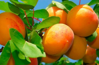 Investiții pentru creștere: un împrumut pentru infrastructura postrecoltare transformă fermele de fructe din Republica Moldova