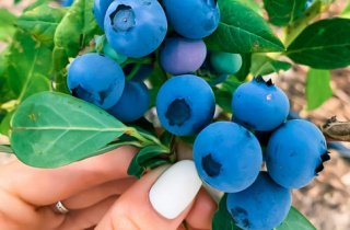 EU, Sweden and EBRD support Moldova’s first blueberry producer
