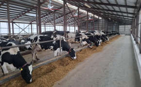 Moldova's Livestock Industry Receives $11 Million Investment Boost