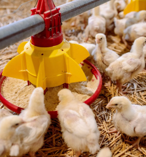 Dezvoltarea unei afaceri avicole cu sprijinul EU4Business